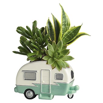 Cool Camper Succulent Garden