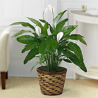The Spathiphyllum Plant