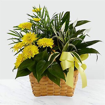 Loving Light Dishgarden